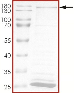 Sino Biological&nbsp;Recombinant Human CDK13/CDC2L5 Protein (GST Tag)